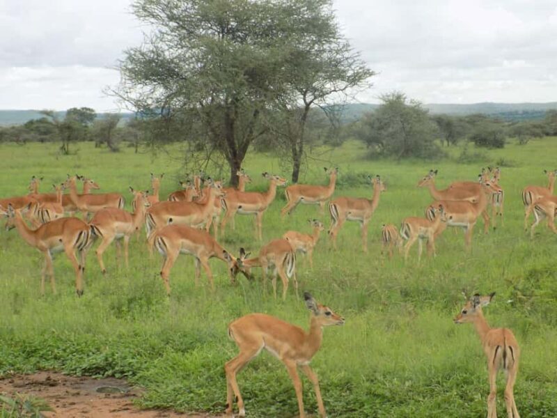 Arusha: Lake Manyara National Park Full-Day Safari - Key Points