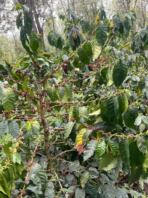 Arusha: Materuni Coffee Tour with Hot Springs and Lunch - FAQ