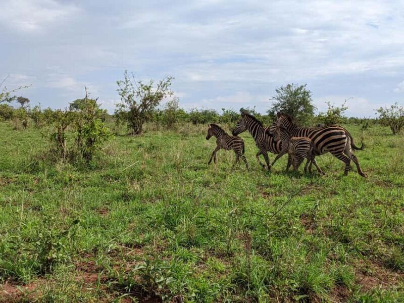 Arusha: Mount Meru Day Hike with Ranger and Lunch - Key Points