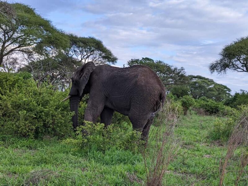 Arusha: Mount Meru Day Hike with Ranger and Lunch - The Practical Side: Logistics, Preparation, and Tips