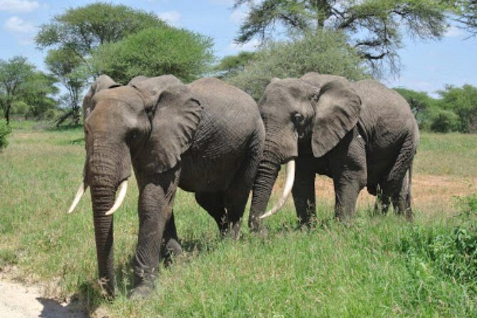 Arusha National Park 4 Days - Key Points