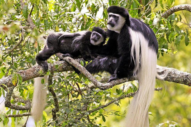 Arusha National Park Day Trip - What to Expect from the Itinerary