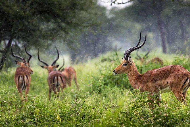 Arusha National Park Day Trip - What Reviewers Appreciated Most
