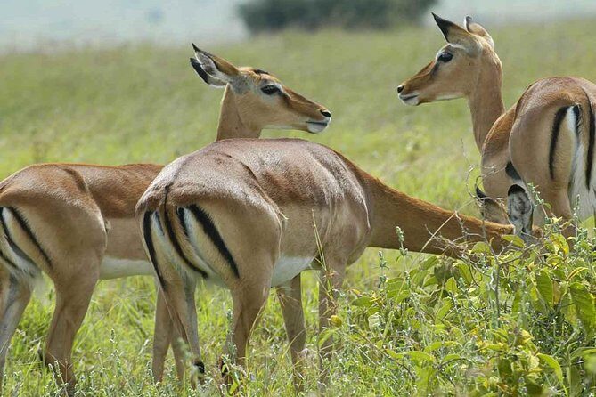 Arusha National Park Day Trip - FAQ