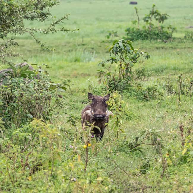 Arusha National Park Day Trip with Game Drives - Key Points