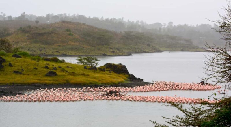 Arusha National Park Day Trip with Game Drives - The Practicalities: What’s Included and What to Know