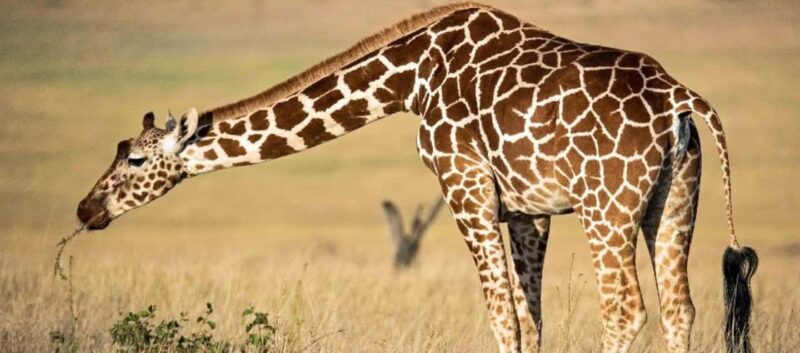 Arusha: National Park Day Trip with Hotel Pickup - Key Points
