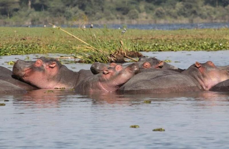 Arusha: National Park Day Trip with Hotel Pickup - Practical Details and Tips for a Smooth Experience