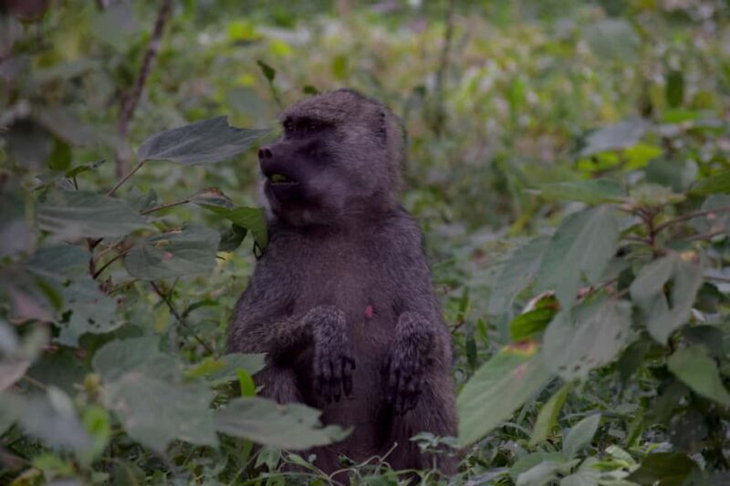 Arusha National Park Full-Day Safari - Key Points