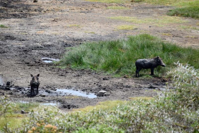 Arusha National Park Full-Day Safari - Is It Worth the Price?