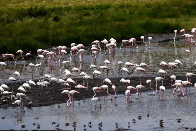 Arusha National Park Full-Day Safari - The Sum Up: A Genuine Taste of Tanzania’s Wildlife