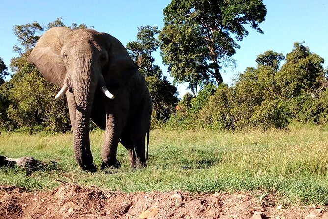 Arusha National Park Half Day Tour - FAQ