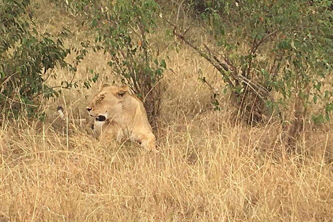 Arusha National Park Safari by Jeep - FAQs