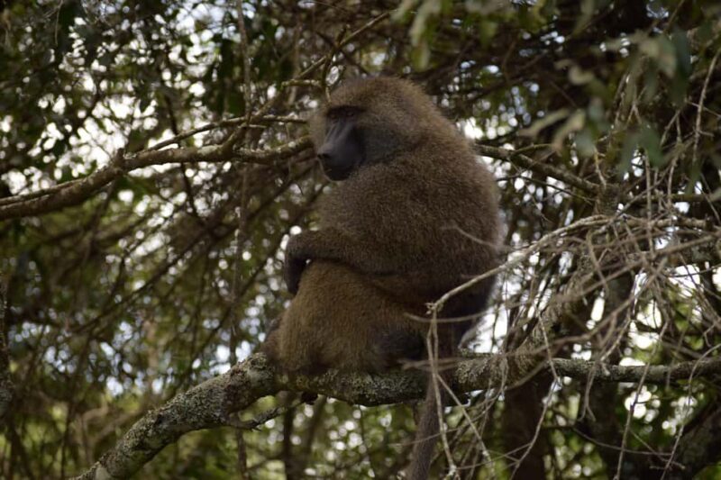 Arusha National Park: Walking Safari and Game Drive - Key Points