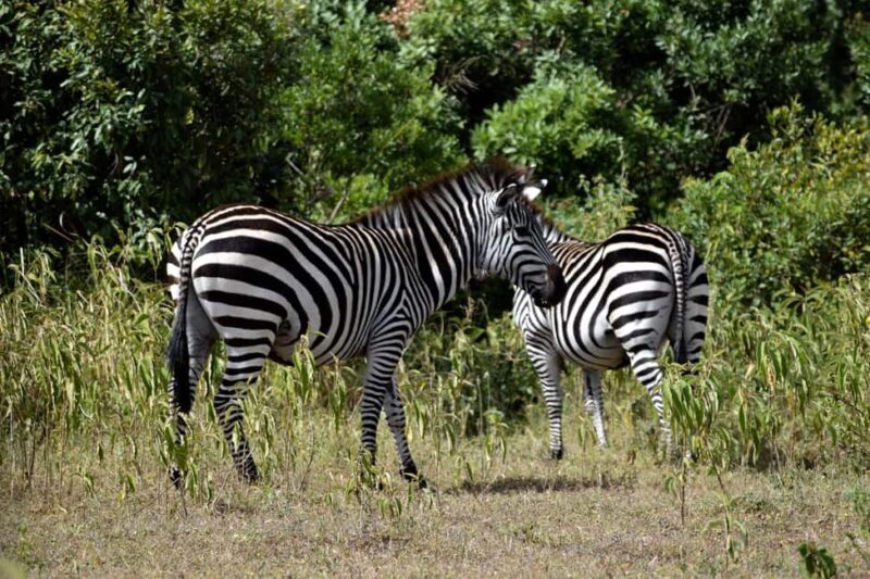 Arusha National Park: Walking Safari and Game Drive - Exploring Arusha National Park: What to Expect