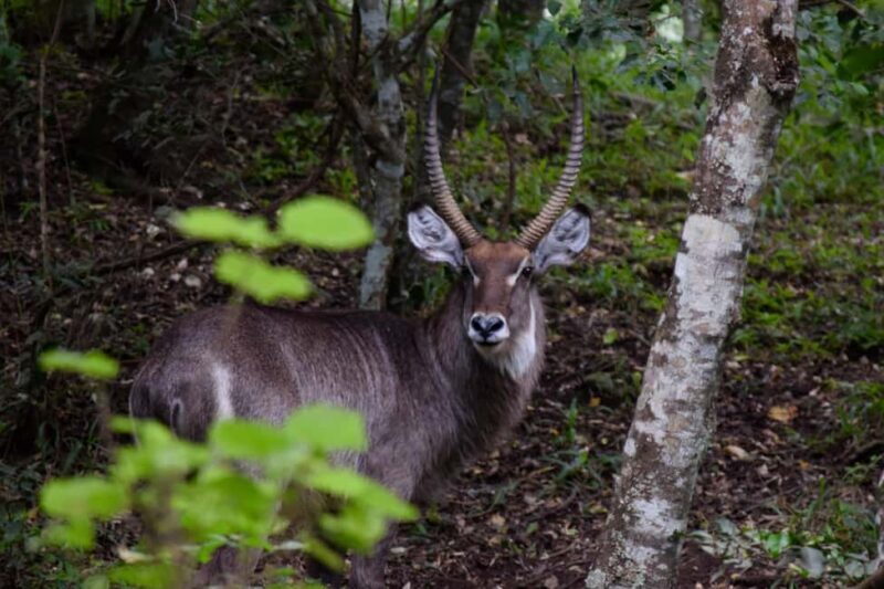 Arusha National Park: Walking Safari and Game Drive - The Sum Up