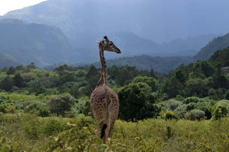 Arusha National Park: Walking Safari and Game Drive - FAQ