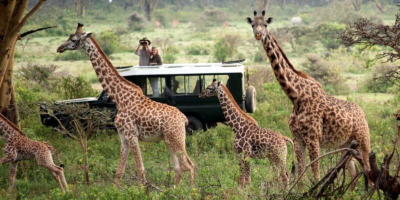 Arusha: Ngorongoro Crater Day Tour - Who Will Love This Tour?