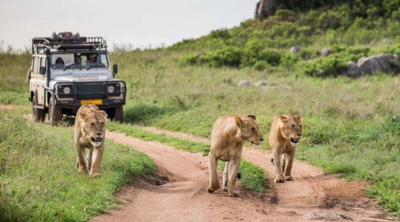 Arusha: Ngorongoro Crater Day Tour - The Sum Up