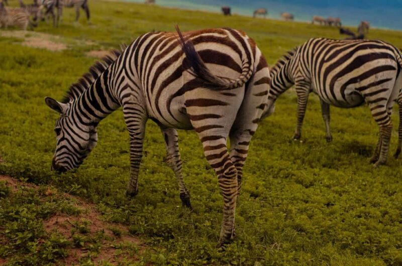 Arusha: Ngorongoro Crater day trip - An In-Depth Look at the Ngorongoro Crater Day Trip