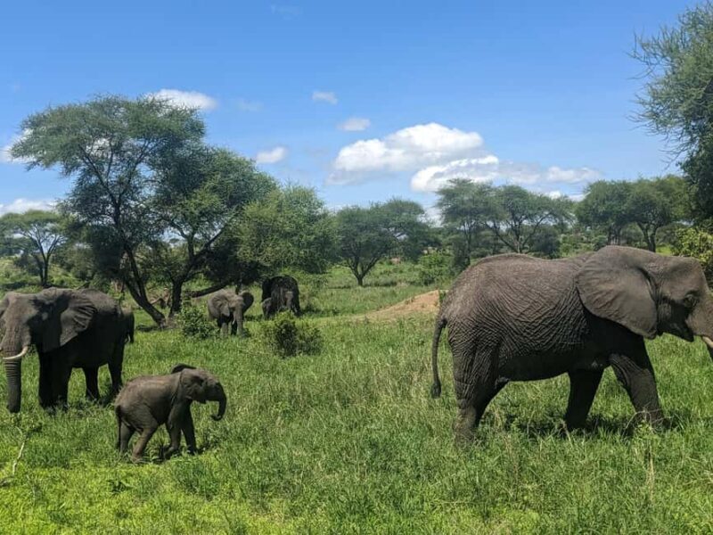 Arusha: Ngorongoro Crater Day Trip with Game Drive - A Complete Guide to the Ngorongoro Crater Day Trip