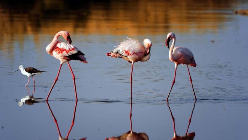 Arusha: Ngorongoro Crater Day Trip with Game Drive - What Makes This Tour Unique and Worthwhile