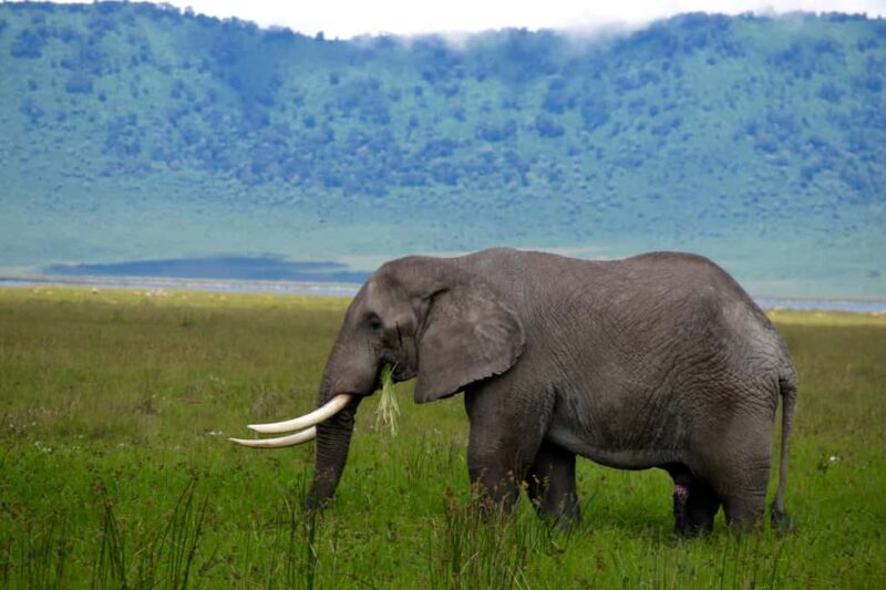 Arusha: Ngorongoro Crater Full-Day Safari - Key Points