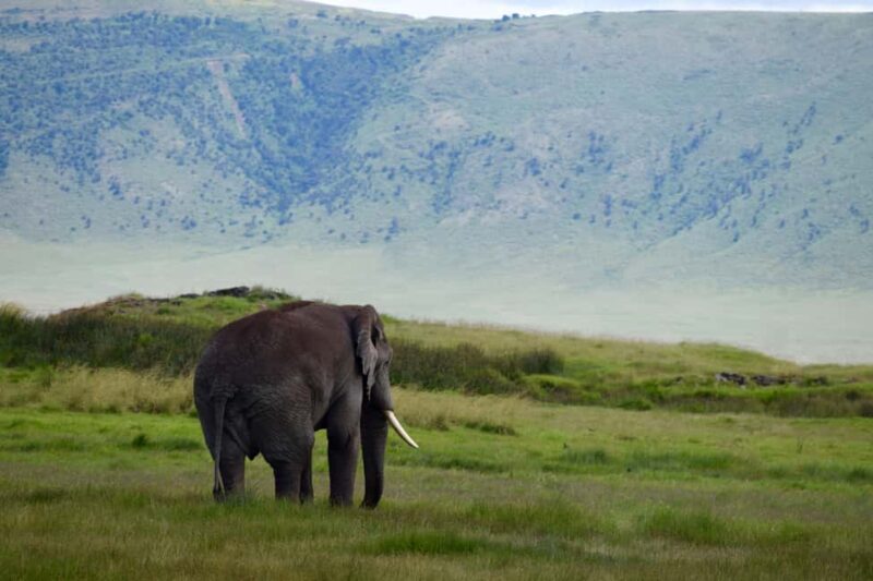 Arusha: Ngorongoro Crater Full-Day Safari - What to Expect on the Ngorongoro Crater Safari