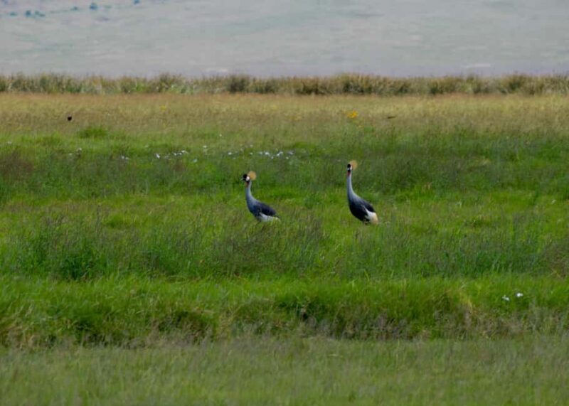 Arusha: Ngorongoro Crater Full-Day Safari - Who Would Love This Tour?