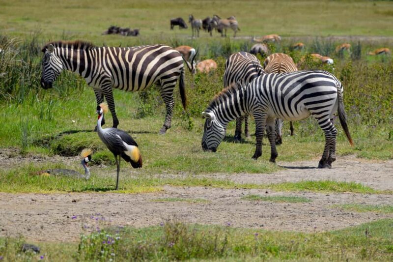 Arusha: Ngorongoro Crater Full-Day Safari - Final Thoughts