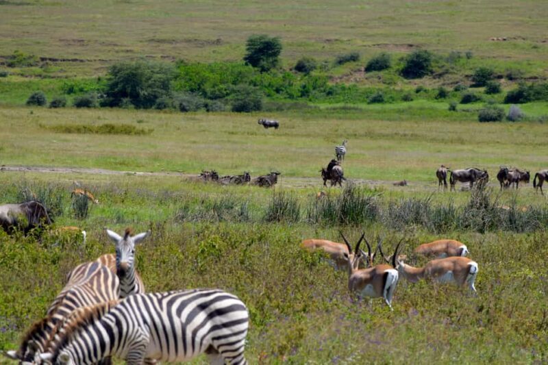 Arusha: Ngorongoro Crater Full-Day Safari - Frequently Asked Questions