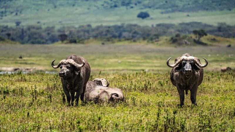 Arusha: Ngorongoro Crater Safari Day Trip with transfer,meal - The Sum Up