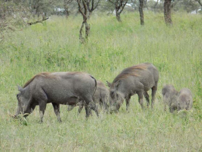 Arusha Park Memorable Safari Tour - Introduction