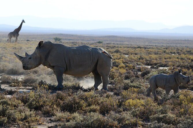 Arusha: Private 3 Day Safari Tarangire, Ngorongoro, Lake Manyara - The Itinerary Breakdown – What to Expect