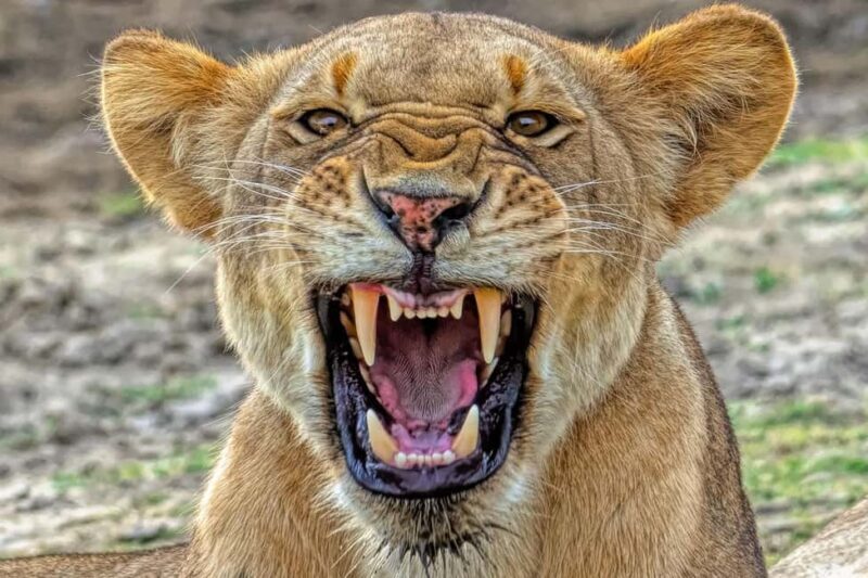 Arusha: Ruaha and Mikumi National Parks 5-Day Safari - Introduction: An Authentic Tanzanian Safari Experience