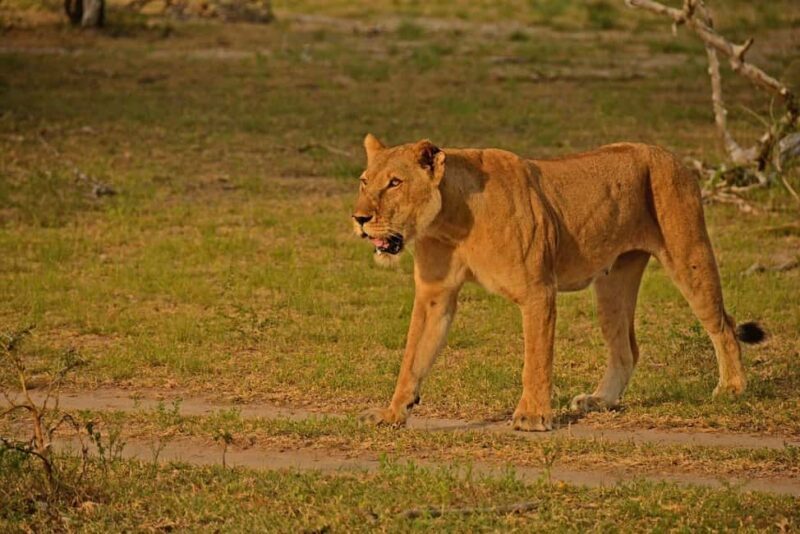 Arusha: Ruaha and Mikumi National Parks 5-Day Safari - What’s Included and What’s Not