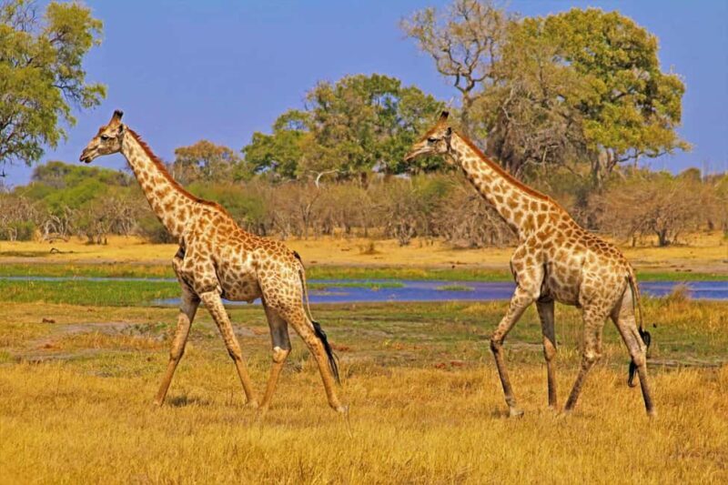 Arusha: Ruaha and Mikumi National Parks 5-Day Safari - Practical Tips and Insights