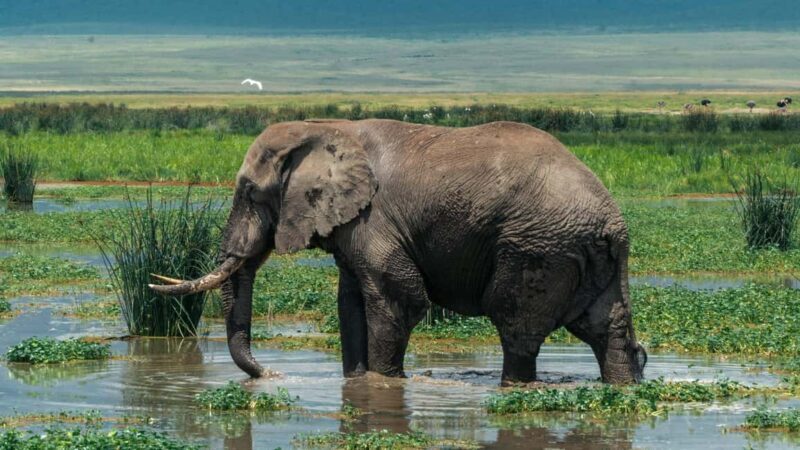 ARUSHA: SAFARI NGORONGORO DAY TRIP - Key Points