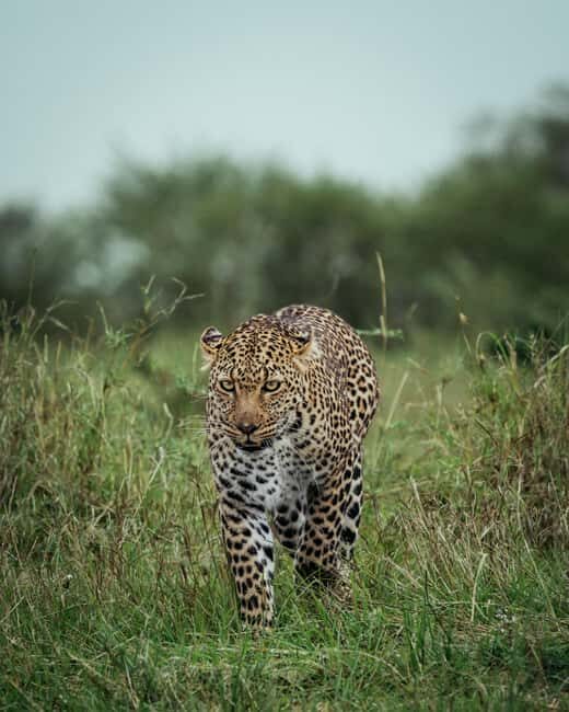 ARUSHA: SAFARI NGORONGORO DAY TRIP - The Itinerary: What to Expect