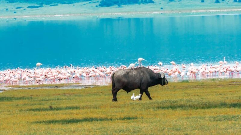 ARUSHA: SAFARI NGORONGORO DAY TRIP - Practical Tips for the Tour
