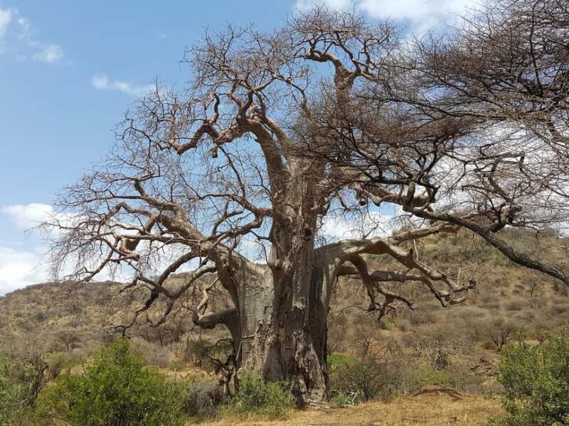 Arusha: Serengeti and Ngorongoro Multi-Day Camping Safari - Practical Tips & Considerations
