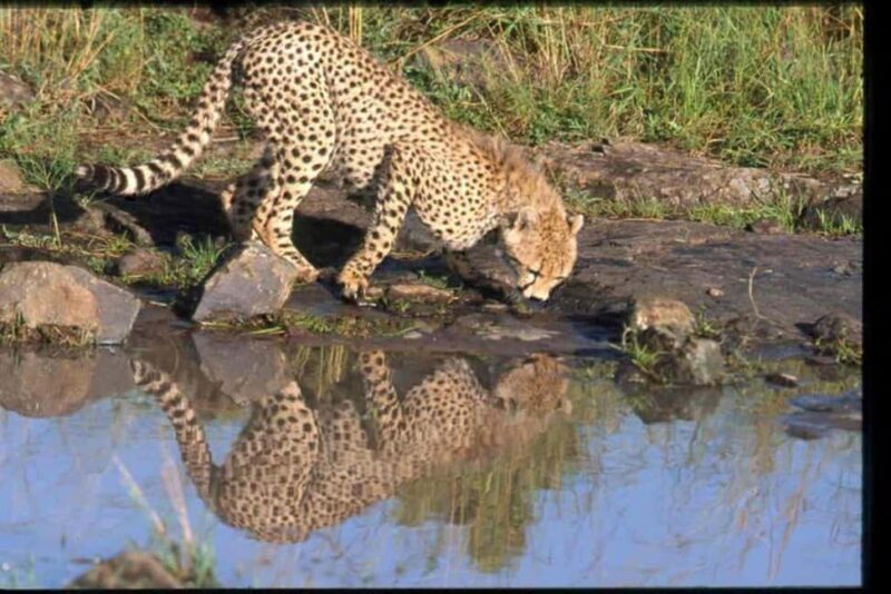 Arusha: Serengeti and Ngorongoro Multi-Day Camping Safari - Real Wildlife Encounters and Authentic Moments