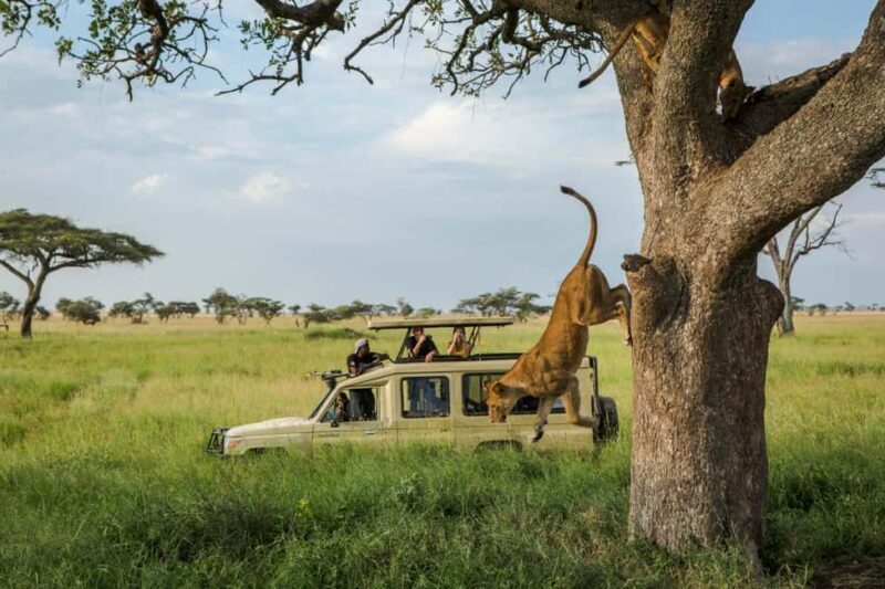 Arusha: Serengeti and Ngorongoro Multi-Day Camping Safari - Key Points