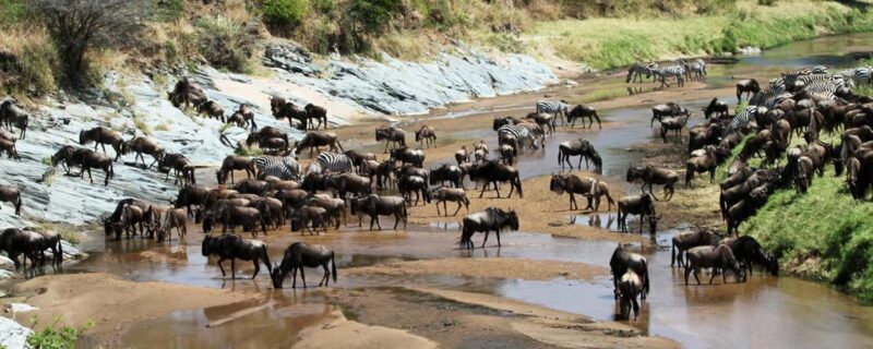 Arusha: Serengeti and Ngorongoro Multi-Day Camping Safari - An In-Depth Look at the Safari Experience