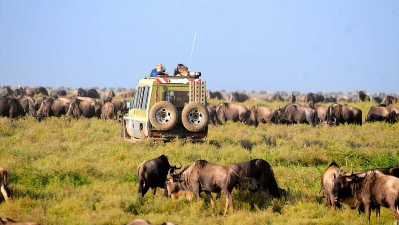 Arusha: Serengeti and Ngorongoro Multi-Day Camping Safari - The Sum Up