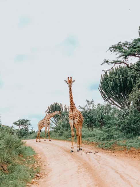 Arusha: Tarangire & Lake Manyara National Parks 2-Day Safari - How the Tour Works: From Arusha to the Wilderness