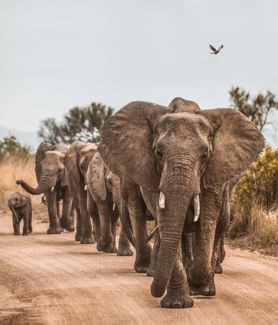 Arusha: Tarangire & Lake Manyara National Parks 2-Day Safari - The Experience of a Typical Day