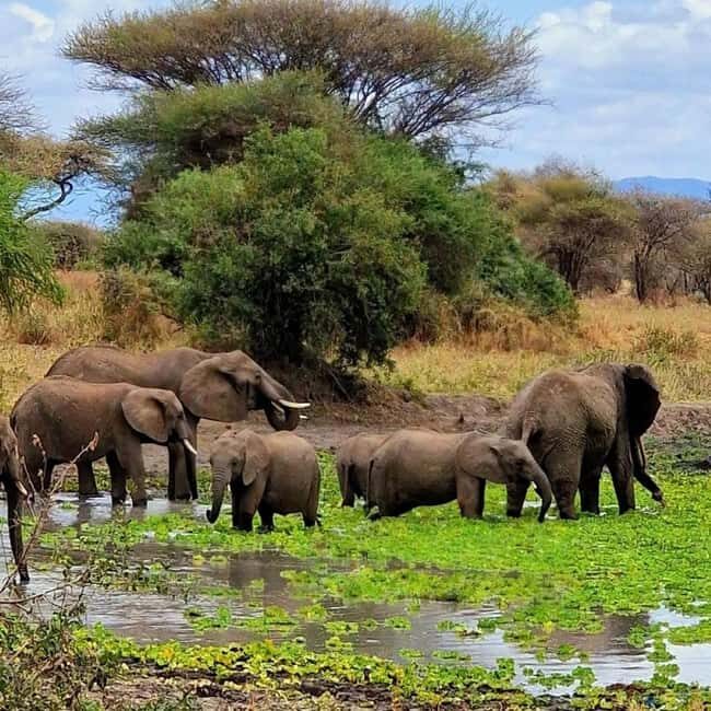 Arusha: Tarangire National Park Day Tour with Lunch - What Sets This Tour Apart?