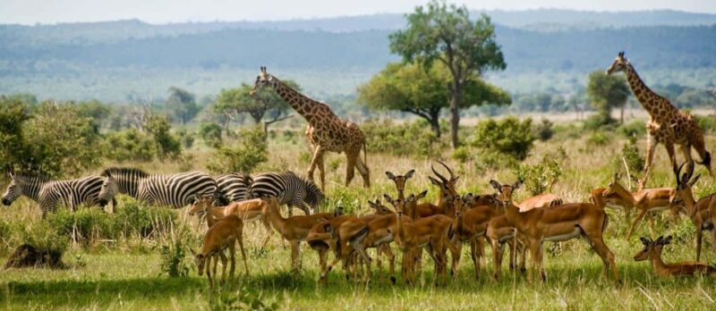 Arusha: Tarangire National Park Day Trip from Arusha - Key Points