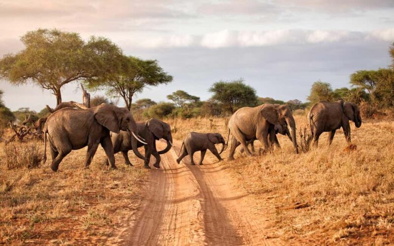Arusha: Tarangire National Park Day Trip from Arusha - Introduction to the Tarangire Experience